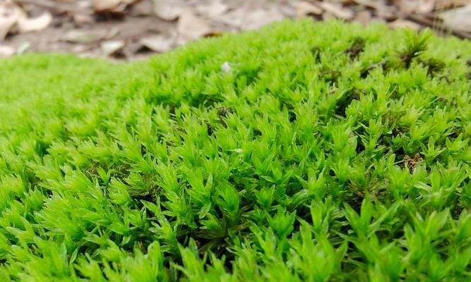 苔藓景观的养护指南是什么？如何正确养护苔藓景观？