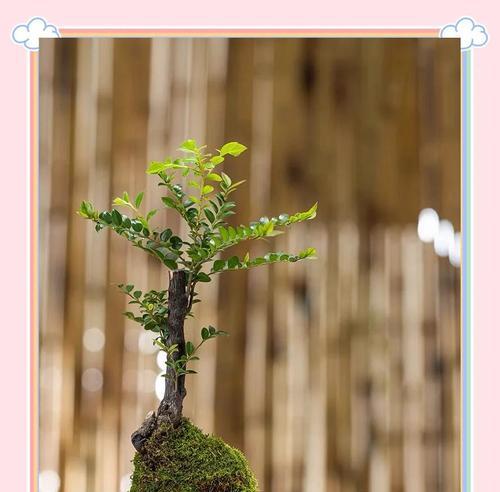 苔藓景观的养护指南是什么？如何正确养护苔藓景观？