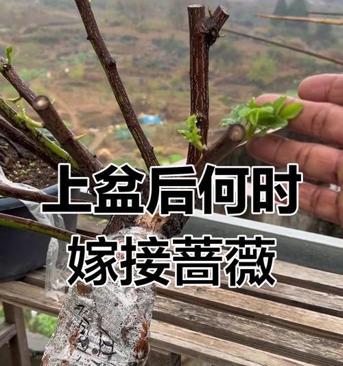 如何让蔷薇花苞开满盆？蔷薇花苞的养护与搭配技巧有哪些？