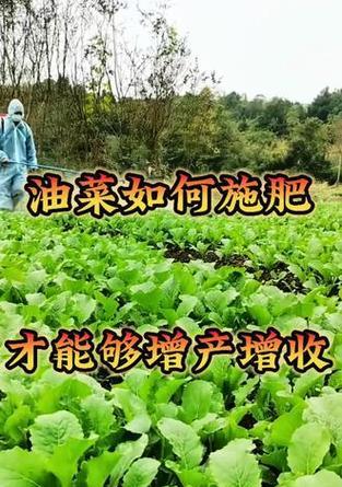 油菜高产栽培技术是什么？如何正确进行油菜栽培？