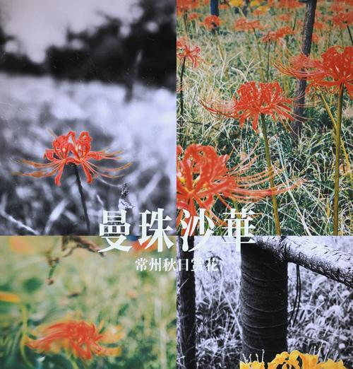 彼岸花的别名冥界之花有何寓意？