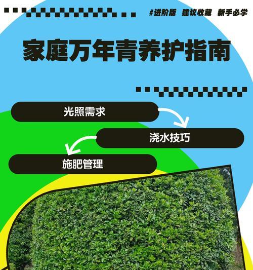 如何正确养护粉黛万年青和袖珍龟背竹？