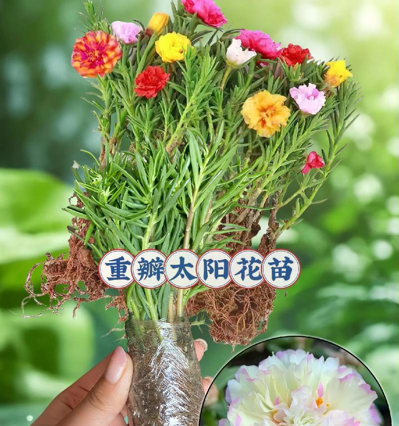 扦插苗需要多久才能开花？