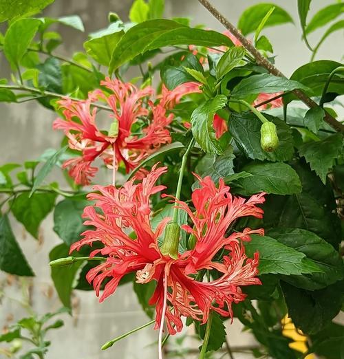 扶桑花的最佳观赏期在何时？