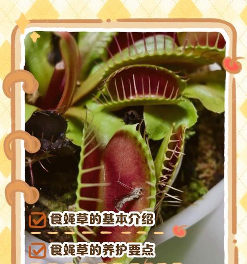 捕蝇草如何捕食昆虫？