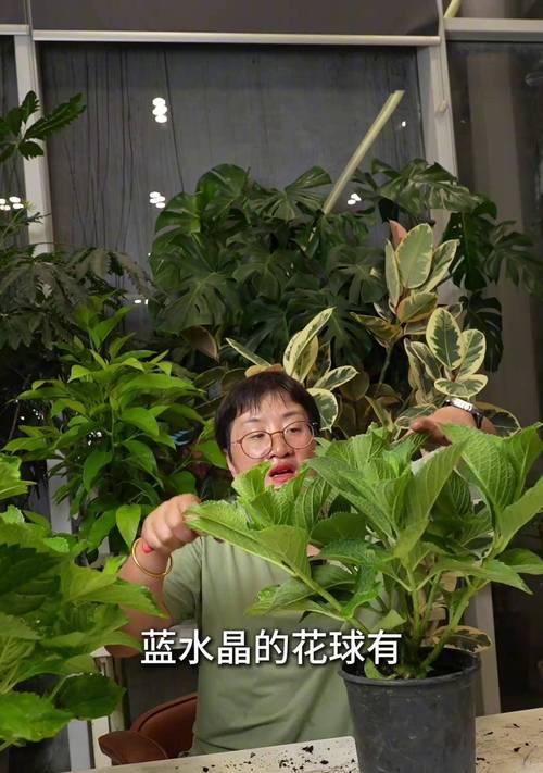 如何通过修剪促进绣球花更多花芽？