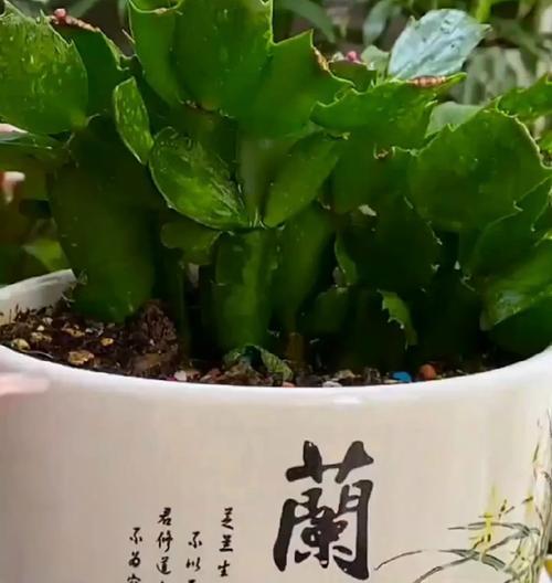 蟹爪兰栽种需要注意哪些要点？