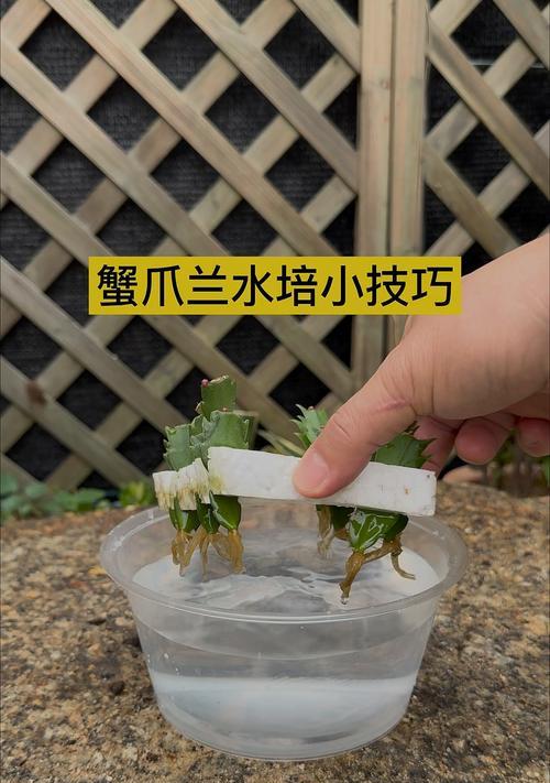 蟹爪兰栽种需要注意哪些要点？