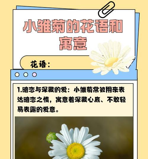 如何养护花卉雏菊以保持其美丽？