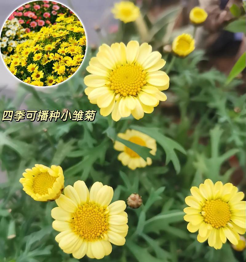 如何养护花卉雏菊以保持其美丽？