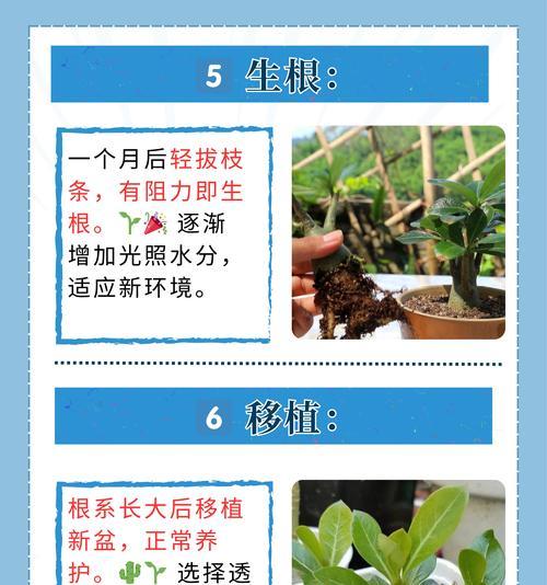 沙漠玫瑰喜欢酸性还是碱性土壤？