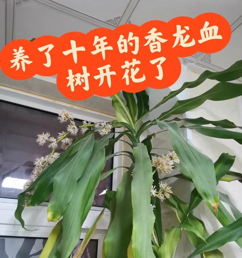 龙血树开花需要多少年？