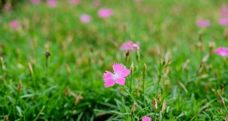 石竹在阳台开花对村民有何象征？
