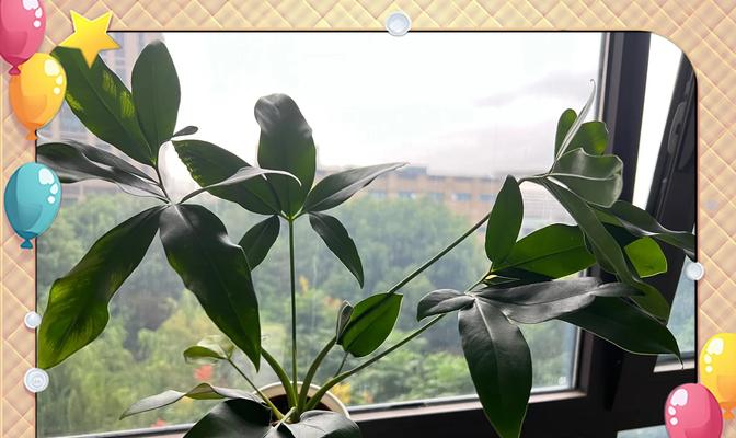 户外与室内植物养护有哪些秘诀？
