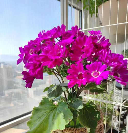 户外与室内植物养护有哪些秘诀？