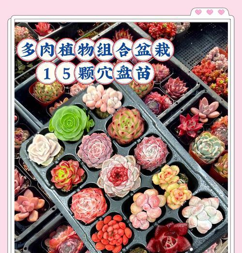 户外与室内植物养护有哪些秘诀？