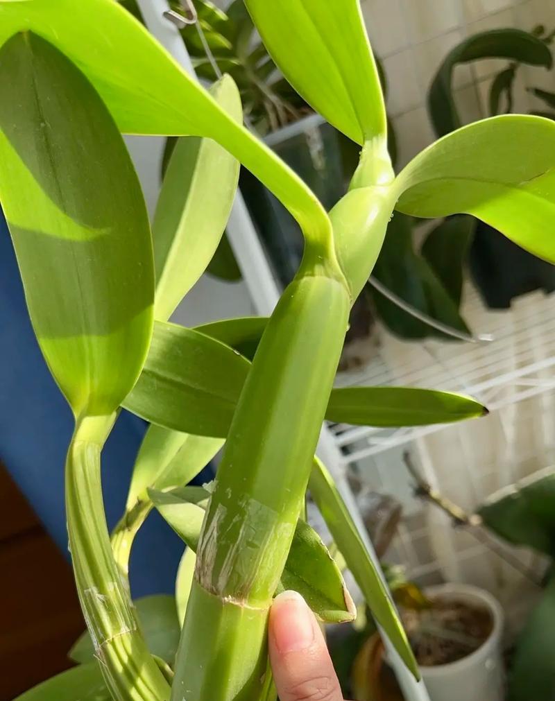 哪些植物不宜带回家以免对身体造成危害？
