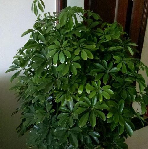 哪些植物不宜带回家以免对身体造成危害？