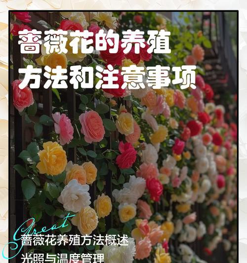 蔷薇花种植需要注意哪些关键点？