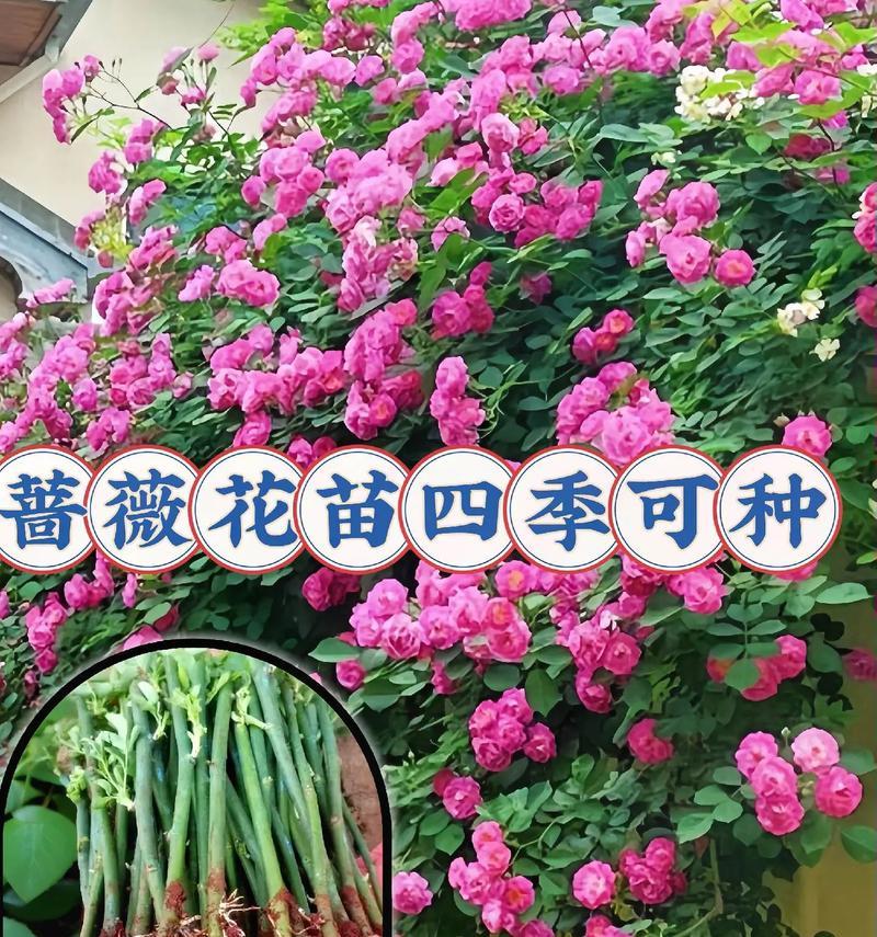 蔷薇花种植需要注意哪些关键点？