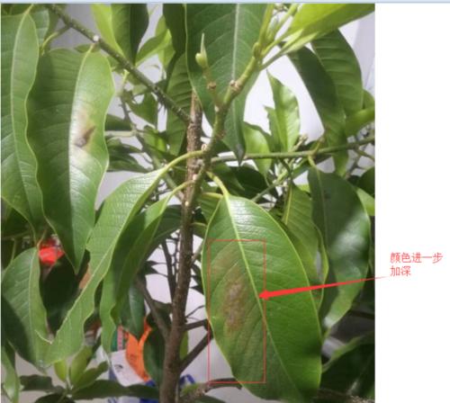 白兰花叶子发黄落叶的补救方法是什么？