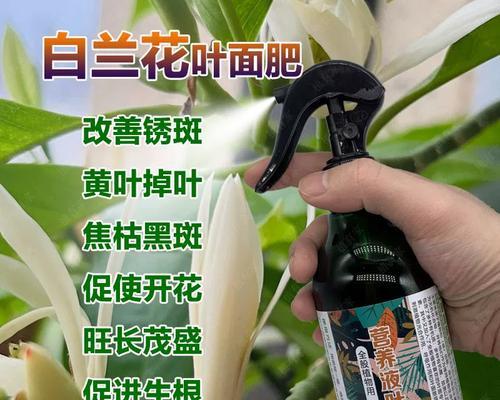白兰花叶子发黄落叶的补救方法是什么？