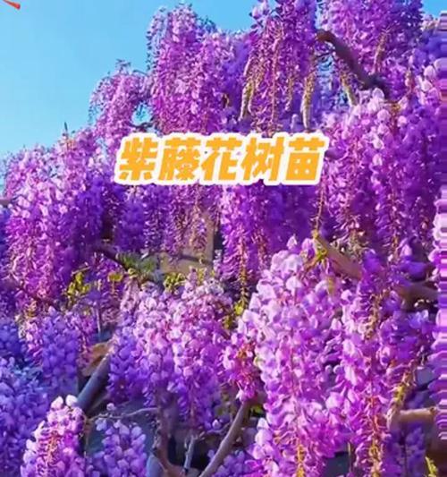 紫藤树苗多久才能开出美丽的花朵？
