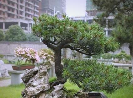 五针松在冬季应该如何正确养护?