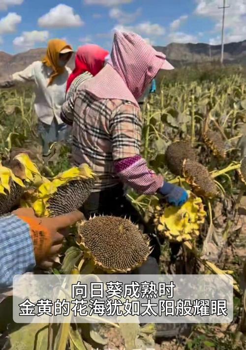 向日葵的花期一般有多长？