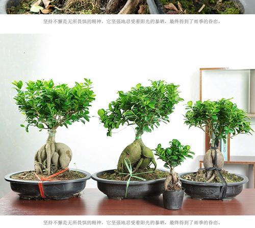 盆景小叶榕树的正确养护方法有哪些？