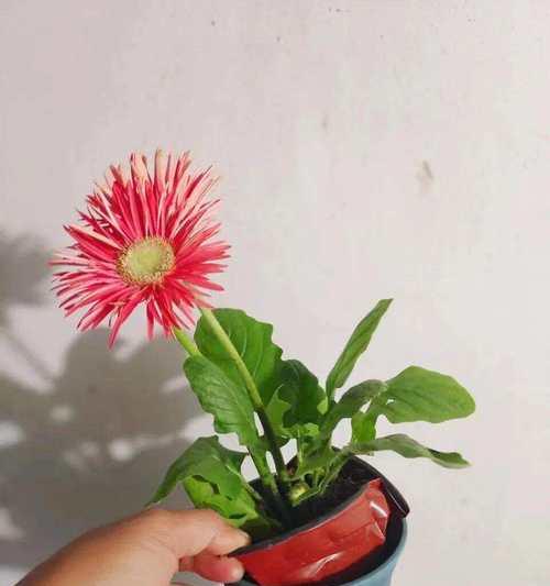 如何从光照到水肥全方位养护非洲菊？