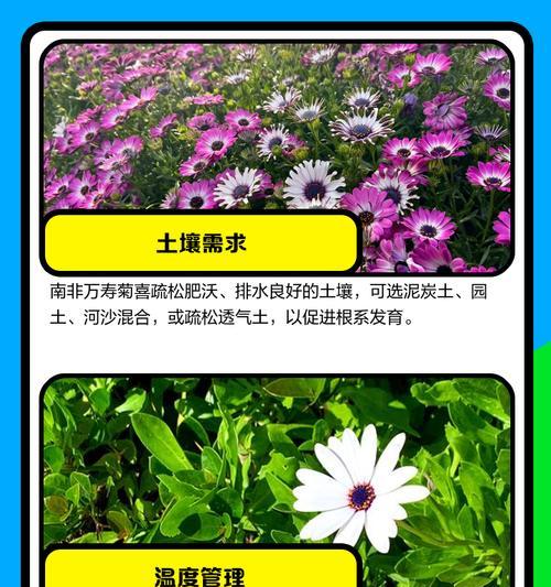 如何从光照到水肥全方位养护非洲菊？