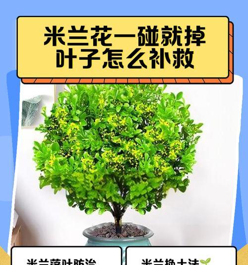 米兰花的修剪和光照养护全解析