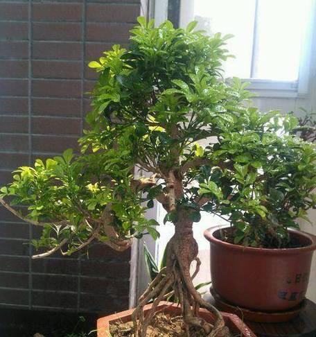 米兰花的修剪和光照养护全解析