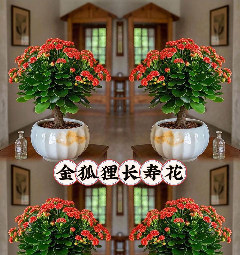 寓意长寿的家居植物养护指南