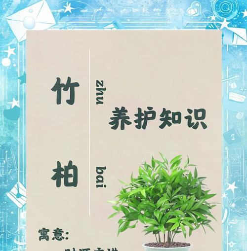 寓意长寿的家居植物养护指南
