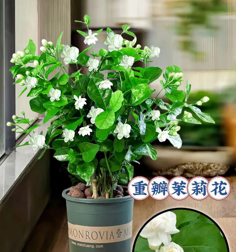 茉莉花的开花时间有多长？如何养护？