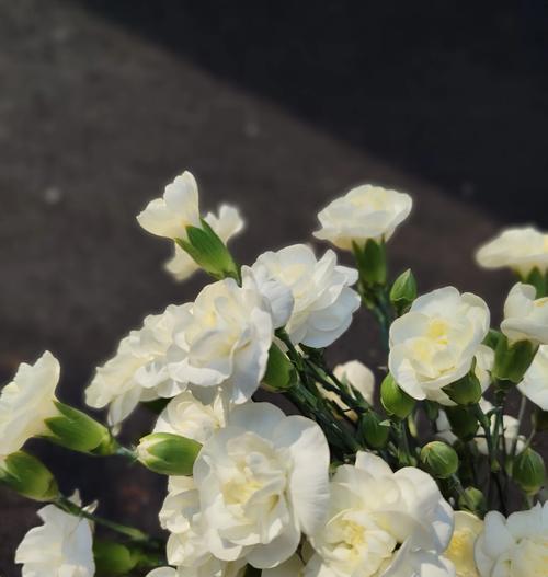 茉莉花的开花时间有多长？如何养护？