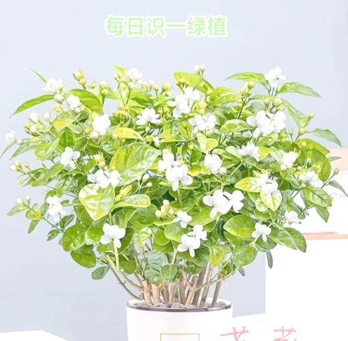 茉莉花的开花时间有多长？如何养护？