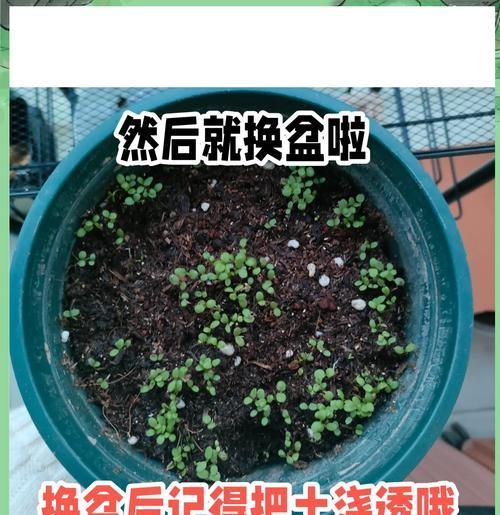 养雏菊时有哪些要点不能忽视？