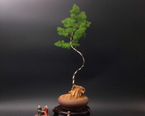 这款蓬莱松猴头盆景如何养出高级感？