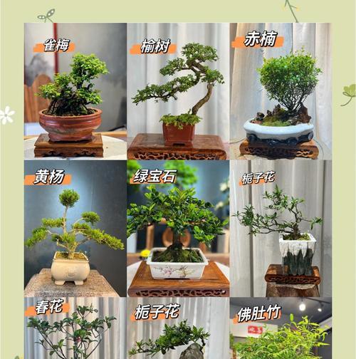 这款蓬莱松猴头盆景如何养出高级感？