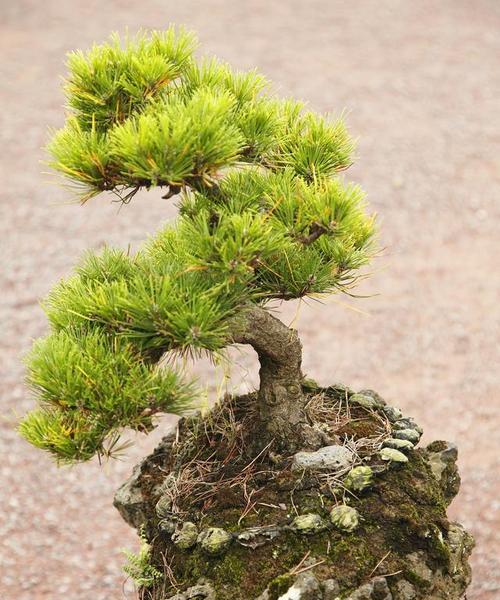 这款蓬莱松猴头盆景如何养出高级感？