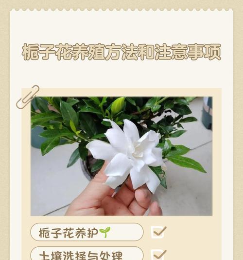 栀子花的生长环境和养护技巧是什么？
