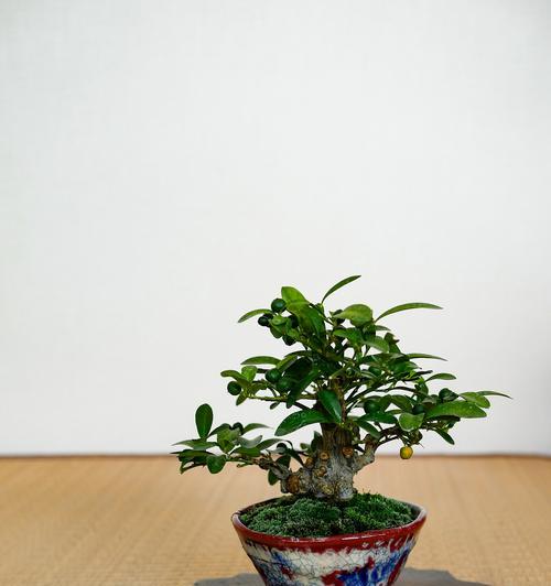 栀子花的生长环境和养护技巧是什么？