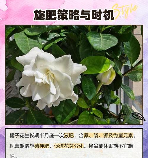 栀子花的生长环境和养护技巧是什么？