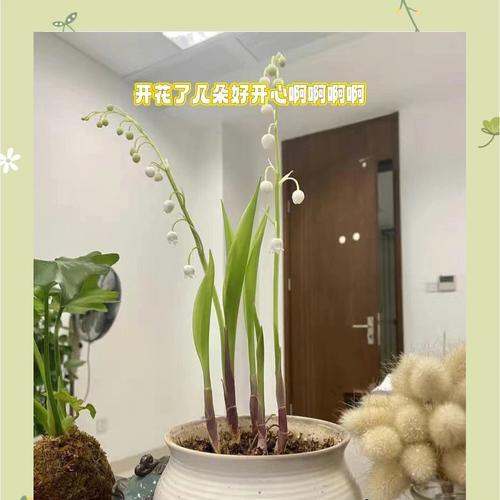 铃兰如何繁殖和养护？
