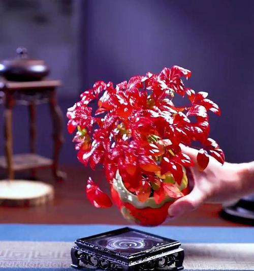 南天竹盆景的正确养护方法是什么？