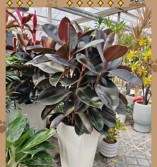 橡皮树新芽如何正确养护？