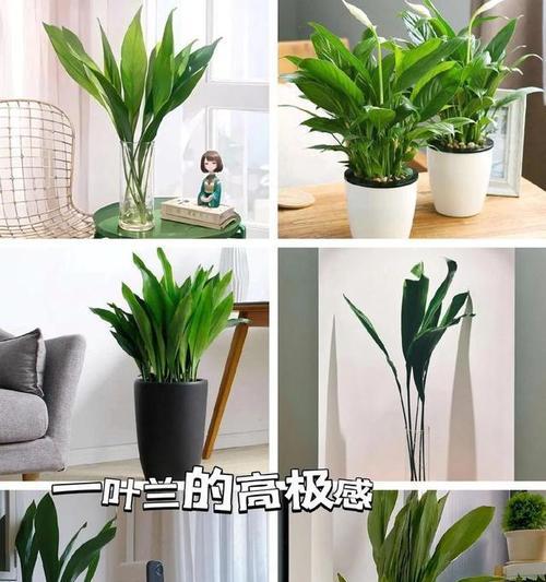 一叶兰怎样养才能更旺盛？